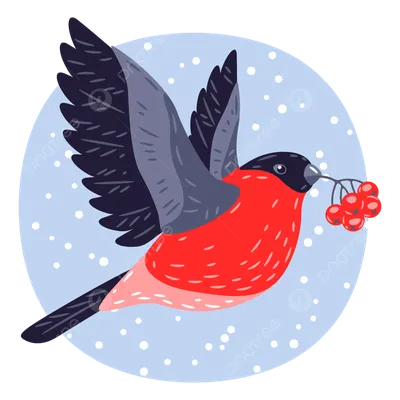 Фото снегирей с красной грудкой, наблюдения за птицами 7 января 2023 г. - 7  января 2023 - 29.ru