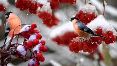 Трафарет птица снегирь - 57 фото