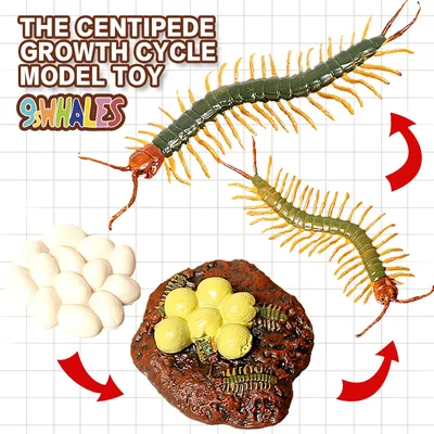 Реалистичные насекомые сороконожки, жизненный цикл, обучающая  игрушка-фиджет, модель, дизайн сцены, имитация порошка, игрушка, фигурка,  украшение, подарки | AliExpress