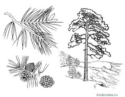 Сосна» раскраска для детей - мальчиков и девочек | Скачать, распечатать  бесплатно в формате A4