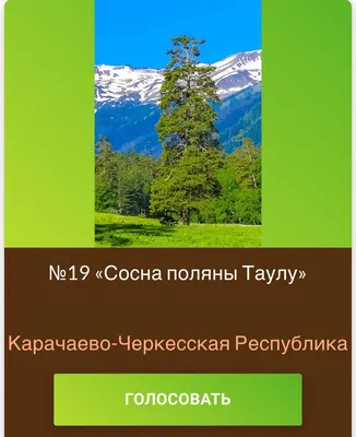 Хвойные деревья. Изучаем ели, сосны, кедры - Лучшее - Страница 4.  Воспитателям детских садов, школьным учителям и педагогам - Маам.ру