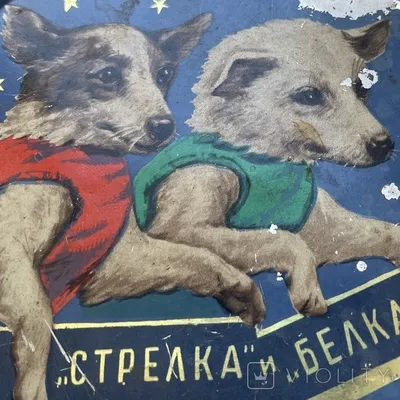 Собачья работа: как Белка и Стрелка стали героями страны | Статьи | Известия
