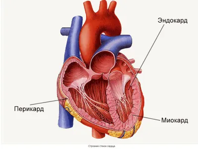 Строение сердца человека, круги кровообращения - YouTube
