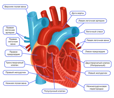 Сердце. Анатомическое строение. | Биология | Дзен