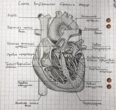 строение сердца | Художественная анатомия, Анатомический рисунок, Уроки  геометрии