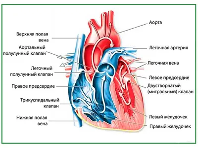 Строение сердца, плакат глянцевый А1/А2 › Купить оптом и в розницу › Цена  от завода