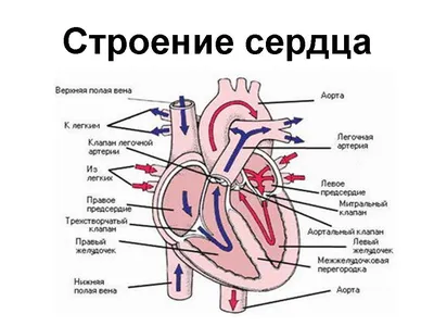 Строение сердца человека | ВКонтакте