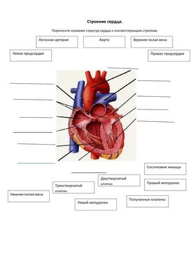 Мультиспиральная компьютерная томография сердца в Краснодаре — УРО-ПРО