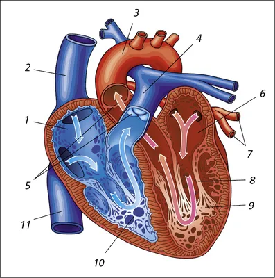 Строение сердца💉 | Сердце