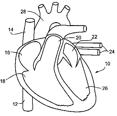 Диаграмма: Биология.Строение и работа сердца. 8 класс | Quizlet