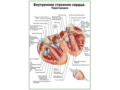 Биология: строение сердца | Удоба - бесплатный конструктор образовательных  ресурсов