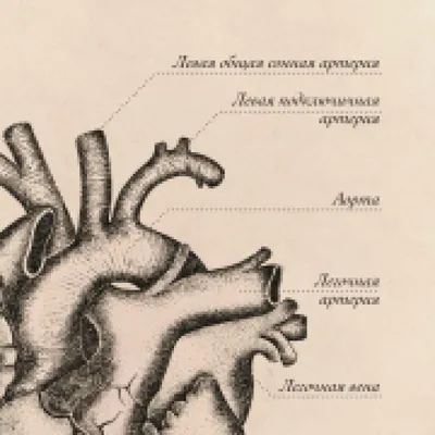 Строение сердца, сердце в разрезе | Анатомия сердца, Анатомия, Анатомия  человека