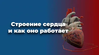 Сердце человека: строение сердца и как оно работает! | The Doctor is In -  обо всем, что связано с медициной! | Дзен