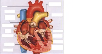 Диаграмма: Биология. Строение сердца. | Quizlet