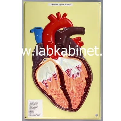 Строение сердца человека, модель барельефная купить в Москве, цена -  labkabinet.ru