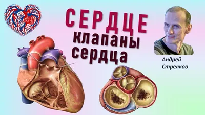 Сердце. Строение сердца – смотреть онлайн все 3 видео от Сердце. Строение  сердца в хорошем качестве на RUTUBE