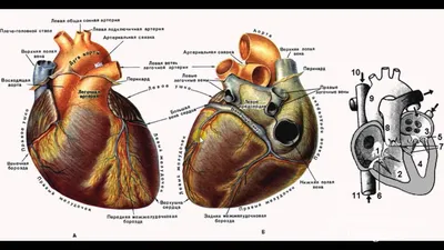 Биология в картинках: Строение сердца человека (Вып. 18) - YouTube