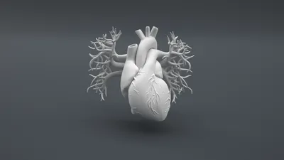 Бесплатный STL файл Строение сердца человека (учебная печать) 🎨・Объект для  скачивания и 3D печати・Cults