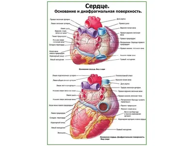 Сердце. Строение и диафрагмальная поверхность плакат глянцевый А1/А2 ›  Купить оптом и в розницу › Цена от завода