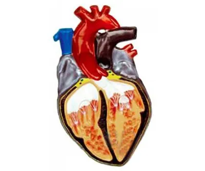 Строение сердца человека купить – цена от ElizLabs