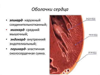 СТРОЕНИЕ СЕРДЦА | Dr.Joflo | Дзен