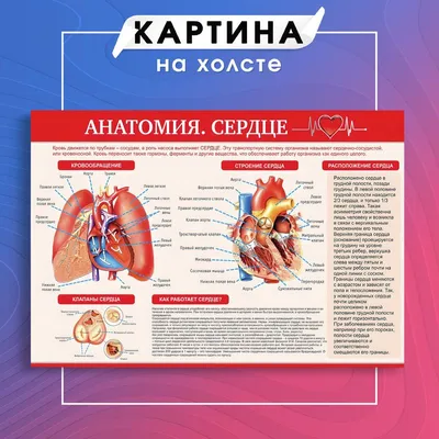 Картина на холсте Строение Сердца Медицина 1 30х40 см - купить по низкой  цене в интернет-магазине OZON (1083762120)