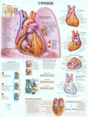 Купить постер (плакат) Для школы - Биология. Строение сердца на стену