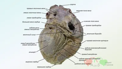 Calaméo - Строение и функции сердца 8 класс.