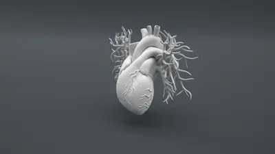 Анатомия сердца. Наружное строение сердца в картинках | Анатомия на  отлично. Андрей Стрелков | Дзен
