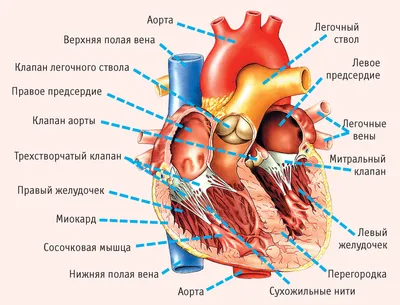 Сердце. Анатомическое строение. | Биология | Дзен