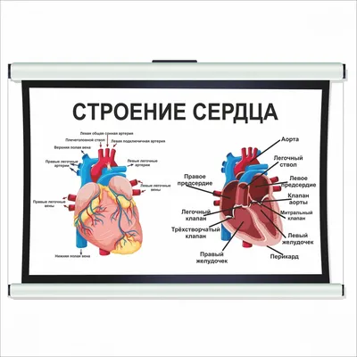 Строение сердца указывает на замысел Творца | Интересные Библейские факты |  Дзен