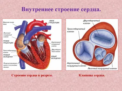 Плакат Vivay “Строение Сердца” А2 — Купить на BIGL.UA ᐉ Удобная Доставка  (1847368798)
