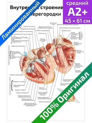 Сердце человека: строение сердца и как оно работает! | The Doctor is In -  обо всем, что связано с медициной! | Дзен