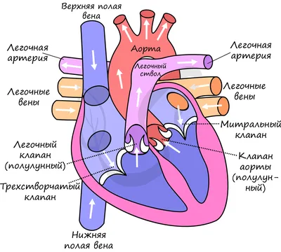 Квинг Внутреннее строение сердца анатомический плакат 45х61см