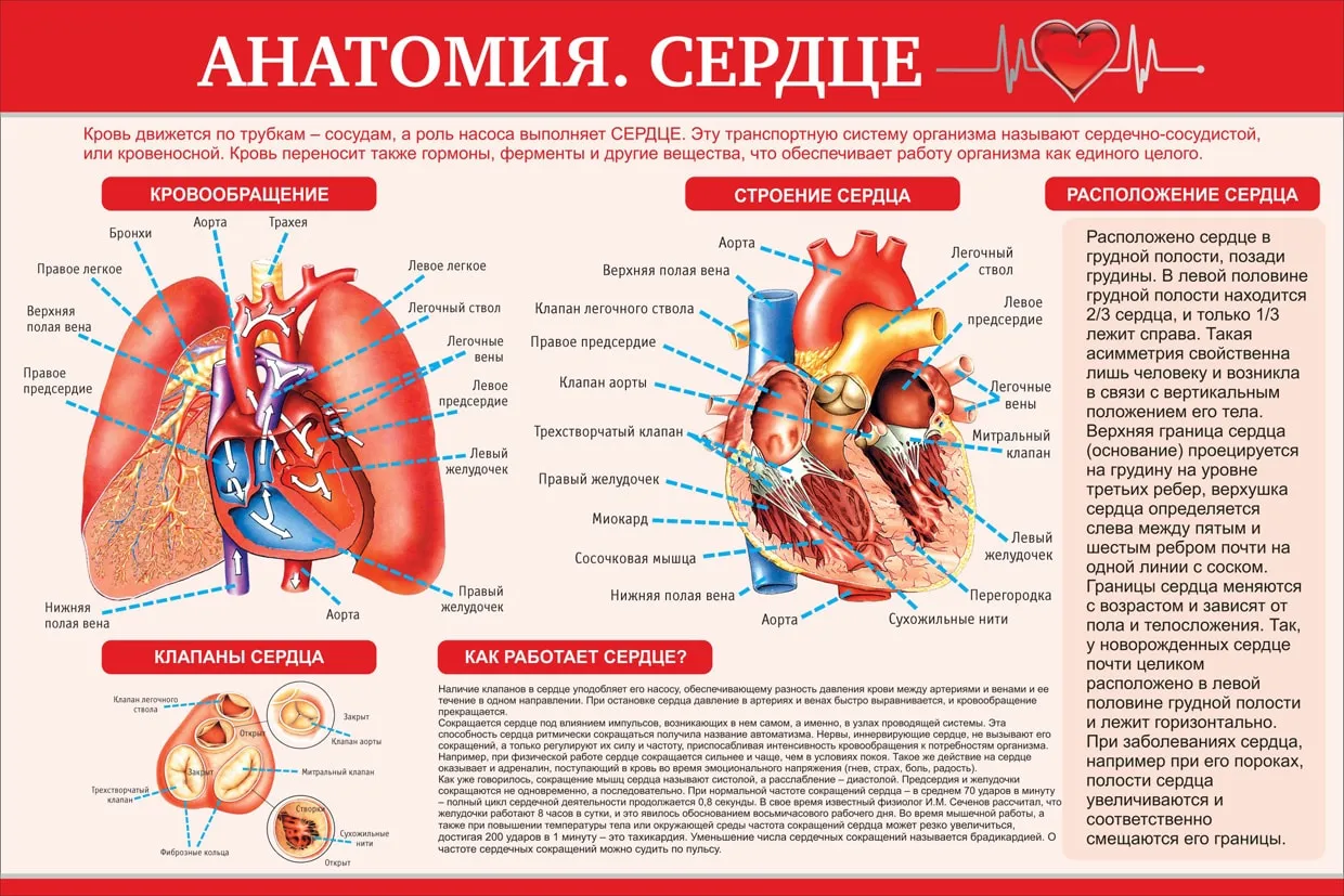 Сердце человека литература. Анатомический плакат сердце. Плакаты по кардиологии. Сердце плакат анатомия. Строение сердца.