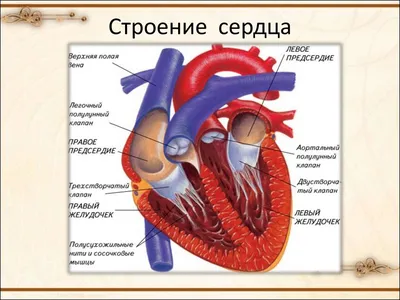 Строение сердца: никакой романтики | БиоТрэш | Дзен