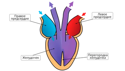 Блог учителя биологии и химии Шевцовой Е.А.: Строение сердца