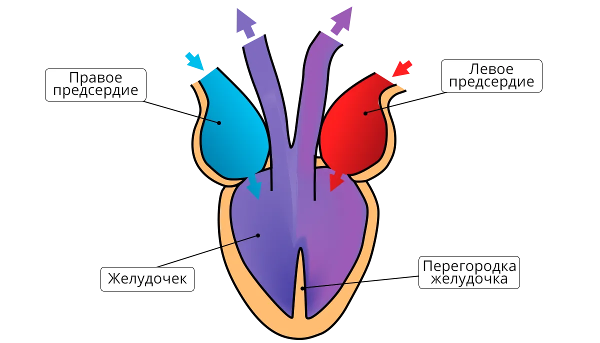 У ящерицы трехкамерное сердце. Строение сердца пресмыкающихся. Схема строения сердца рептилий. Пресмыкающиеся строение внутреннее сердце. Сердце пресмыкающегося схема.