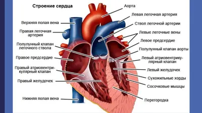 38. Системы органов пресмыкающихся: строение и функции