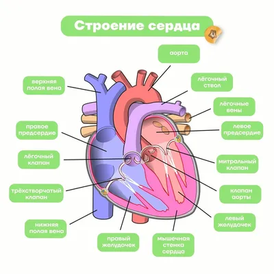 Анатомия: Строение стенок сердца. Миокард