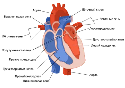 Строение сердца и как оно работает