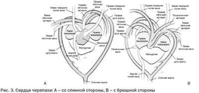 Строение сердца