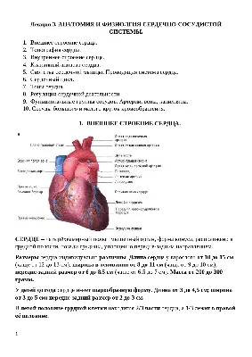 Строение сердца и сосудов online exercise for | Live Worksheets