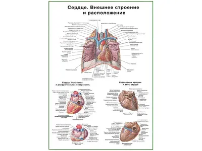 Бесплатный STL файл Строение сердца человека (учебная печать) 🎨・Объект для  скачивания и 3D печати・Cults