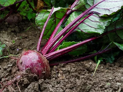 Свекла отварная с бесплатной доставкой на дом из «ВкусВилл» | Псков