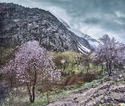 Посольство России в Таджикистане | Dushanbe