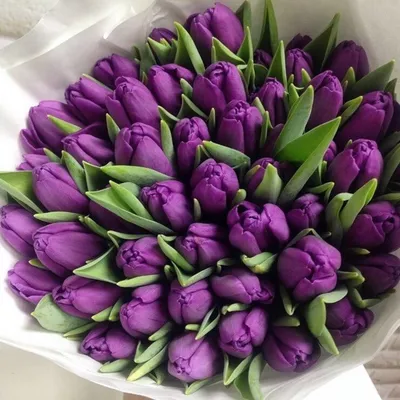 Букет из 35 сиреневых тюльпанов - купить в Москве по цене 4890 р - Magic  Flower