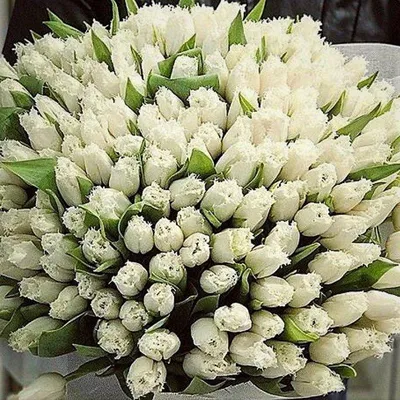 Букет белых тюльпанов - Тюльпаны . Купить тюльпаны