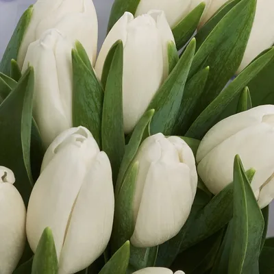 Купить Букет из 39 пионовидных тюльпанов с доставкой в Краснодаре | Vanilla