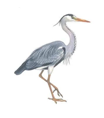 Серая цапля – Ardea cinerea (Linnaeus, 1758) « Красная книга Томской  области | ОГБУ \"Облкомприрода\"